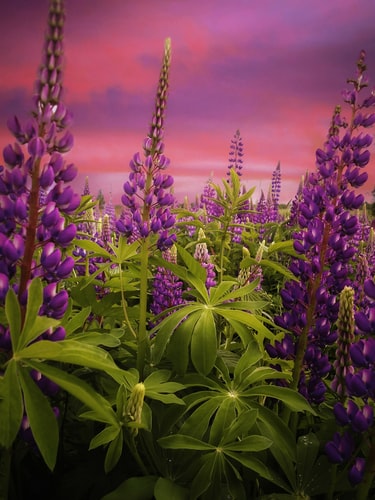Image of purple lupine
