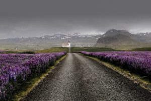Purple flowers in Iceland 